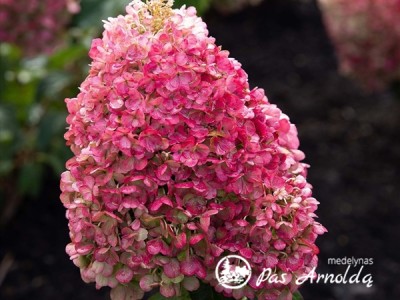 Hortenzija šluotelinė ,Living Pinky Promise' (lot. Hydrangea paniculata)